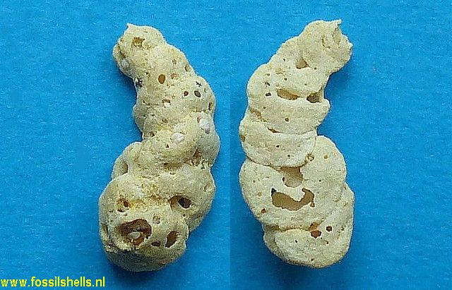 Serpulorbis newtoni