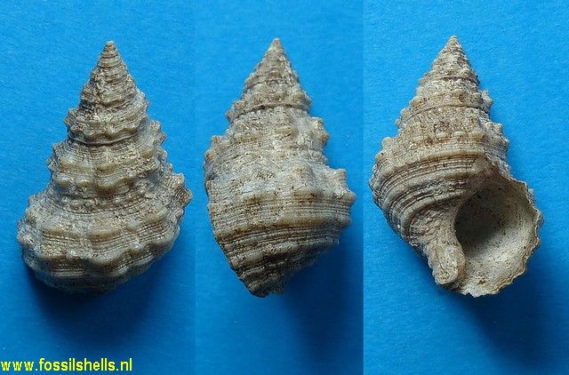 Benoistia muricoides
