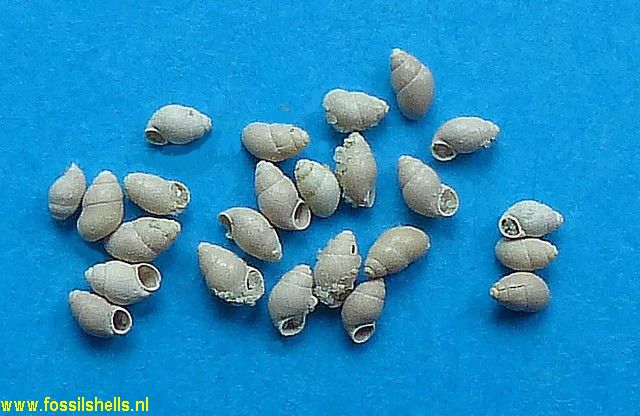 Stenothyra globulus mediana  