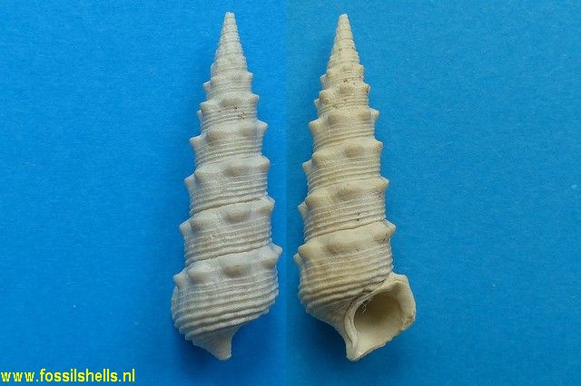 Granulolabium thiarella