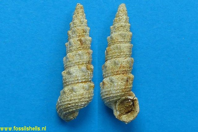 Granulolabium thiarella