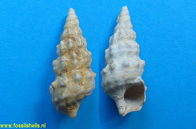 Batillaria calcitrapoides