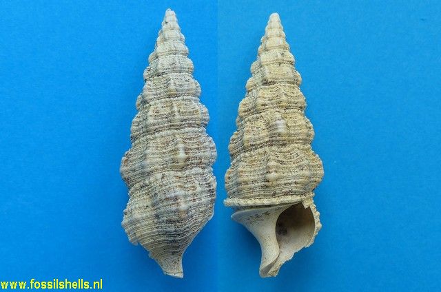 Pseudoaluco globulosus