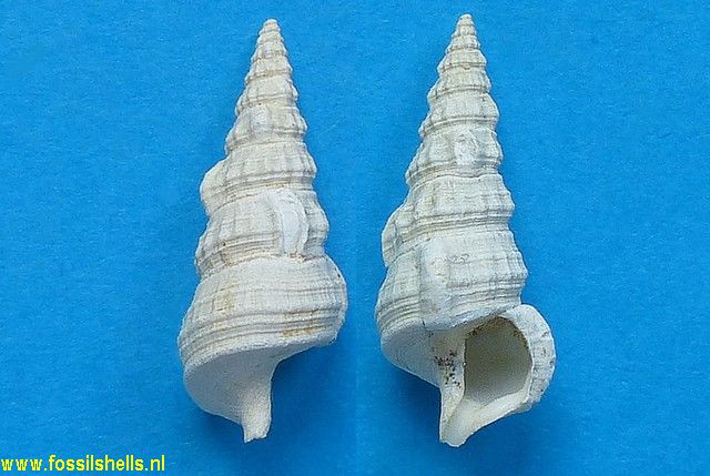 Hemicerithium imperfectum