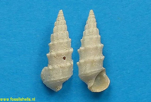 Terebralia blainvillei