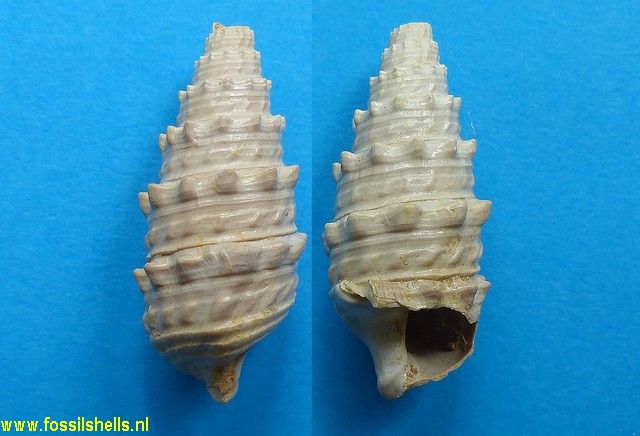 Terebralia labiata