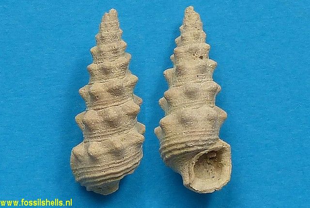 Granulolabium thiarella var.