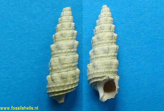 Granulolabium thiarella aequistriatum