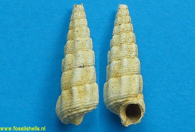 Granulolabium obliquatum