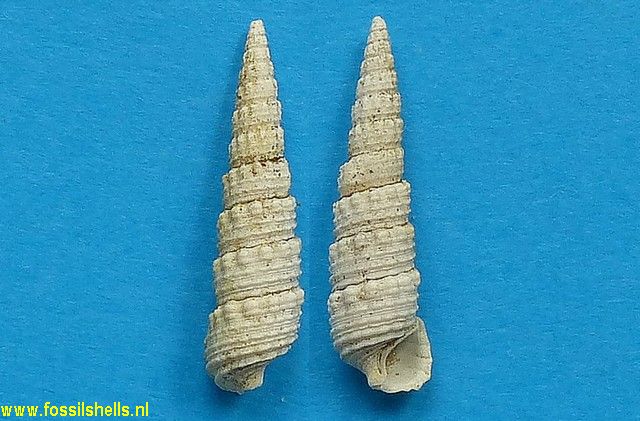 Granulolabium crenatulatum