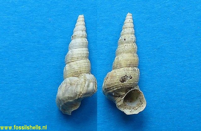 Granulolabium turritellatum