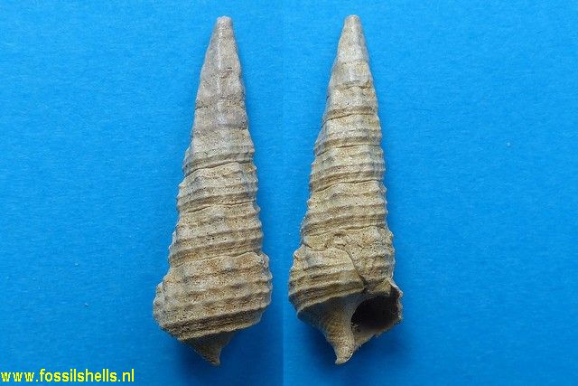 Batillaria stephanophora