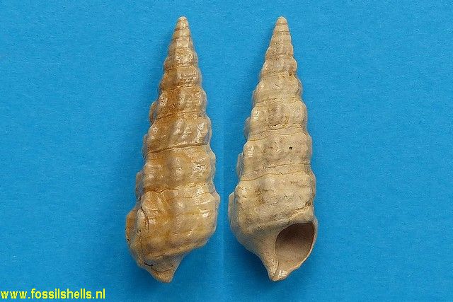 Batillaria pleurotomoides crenifera 