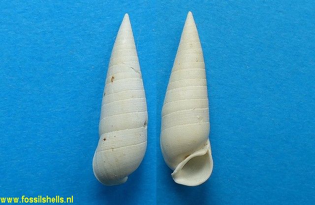 Rhinoclavis unisulcata