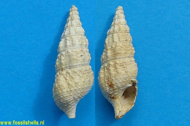 Cerithium tenuistriatum