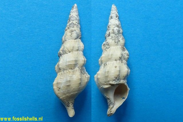 Pseudoaluco echinulatus