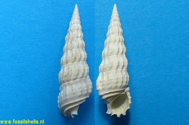 Cerithium lamellosum