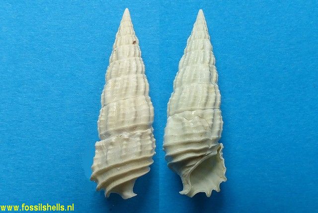 Cerithium lamellosum