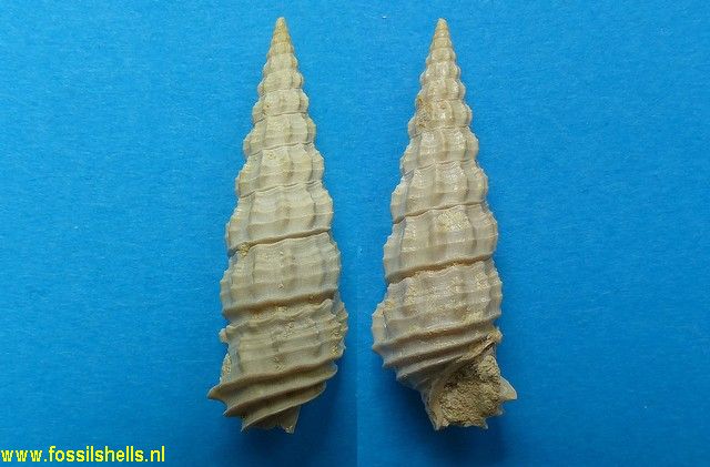 Cerithium lamellosum