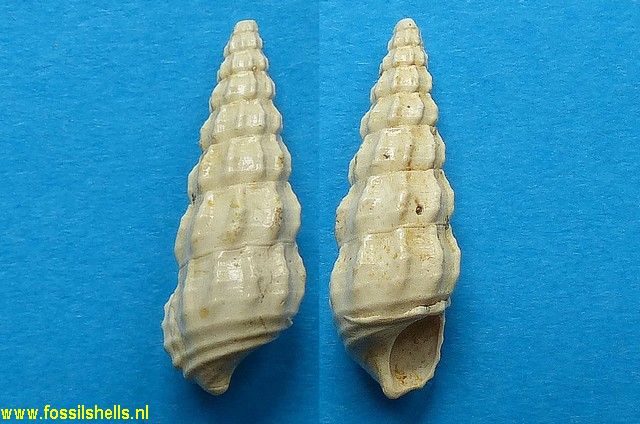 Cerithium lamellosum