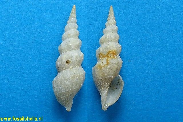 Tenuicerithium fragile goossensi