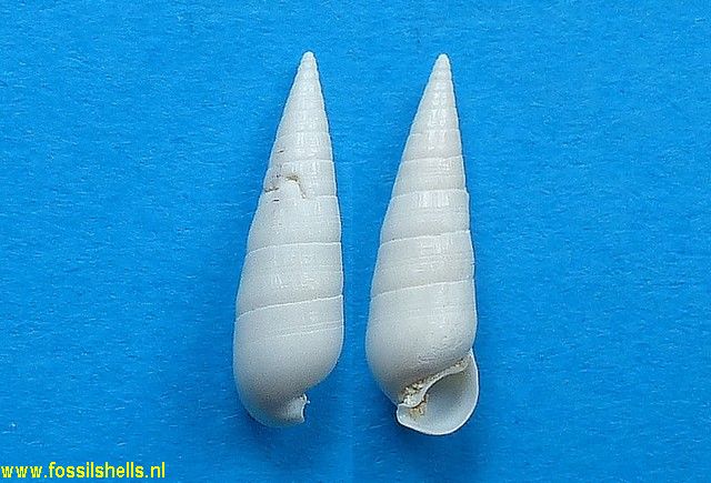 Rhinoclavis melanoides