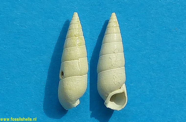 Rhinoclavis melanoides