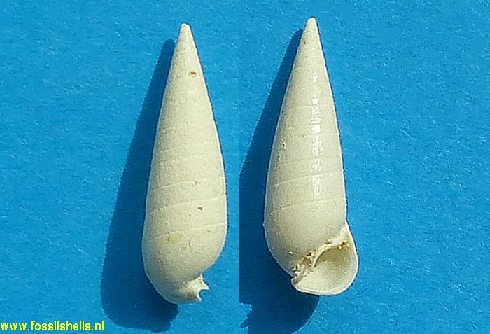 Rhinoclavis diastoma