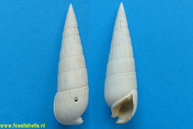 Rhinoclavis striata