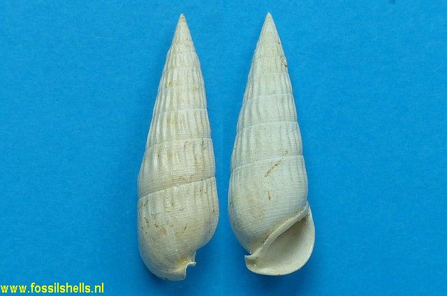 Rhinoclavis striata