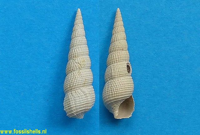 Bittium semigranosum