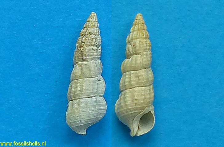 Cerithium chevallieri