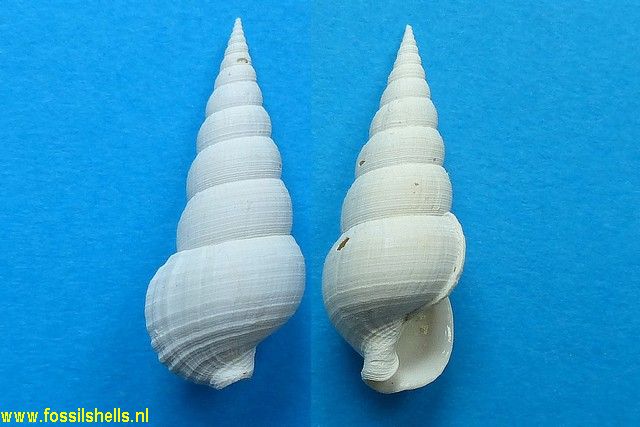 Fastigiella rugosa