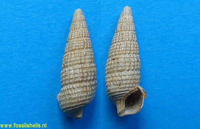 Bittium grabaui