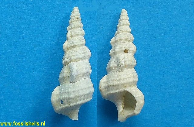 Hemicerithium imperfectum