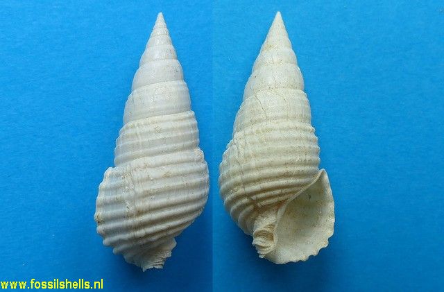 Fastigiella rugosa