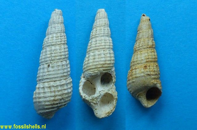 Granulolabium praeplicatum