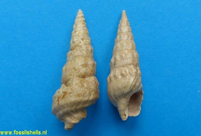 Batillaria pleurotomoides var. A