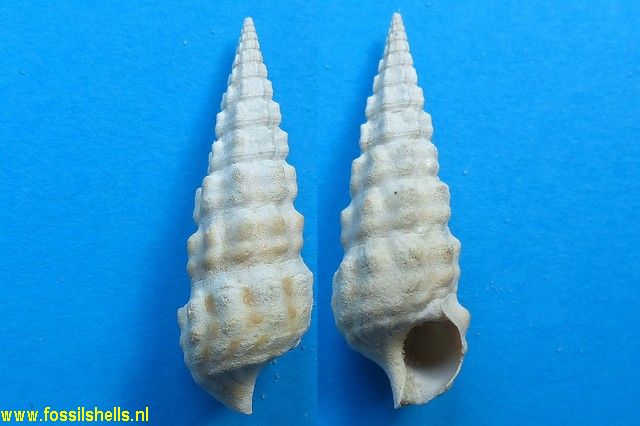 Batillaria pleurotomoides var. A