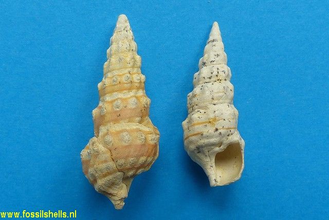 Batillaria pleurotomoides var. A
