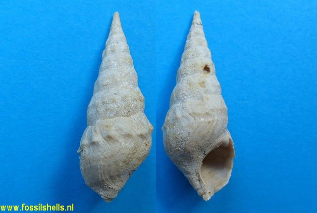 Batillaria concava