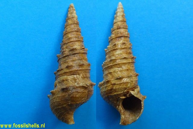 Batillaria subacuta var.