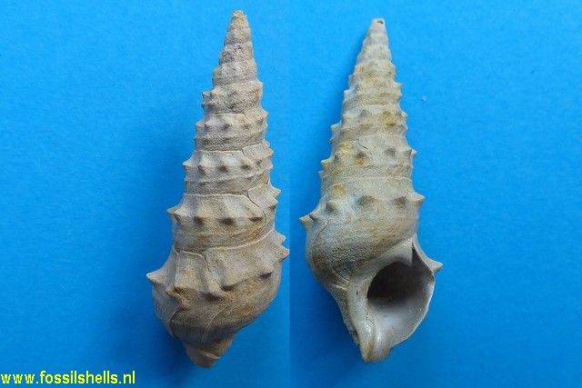 Batillaria calcitrapoides