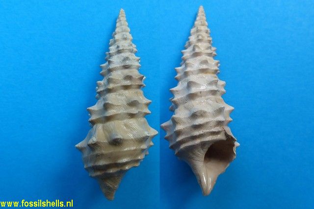 Batillaria echidnoides