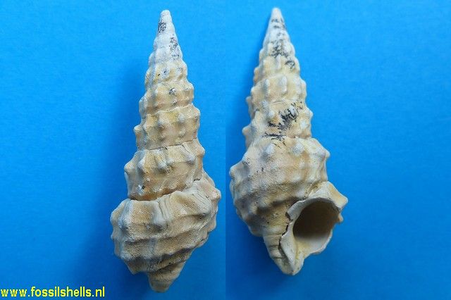 Batillaria pleurotomoides var. A