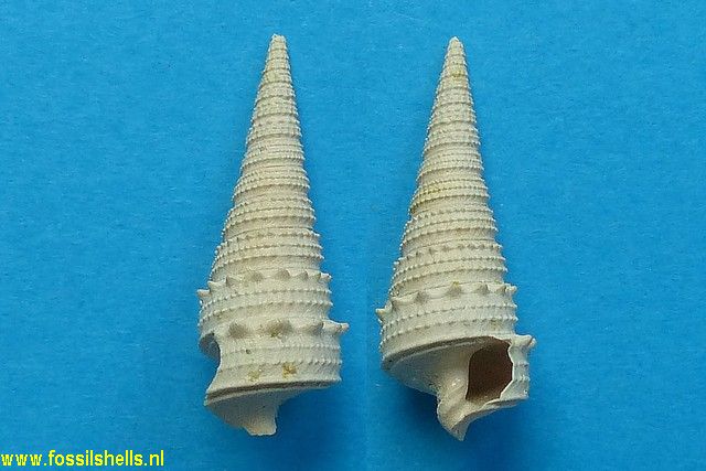 Serratocerithium hericarti