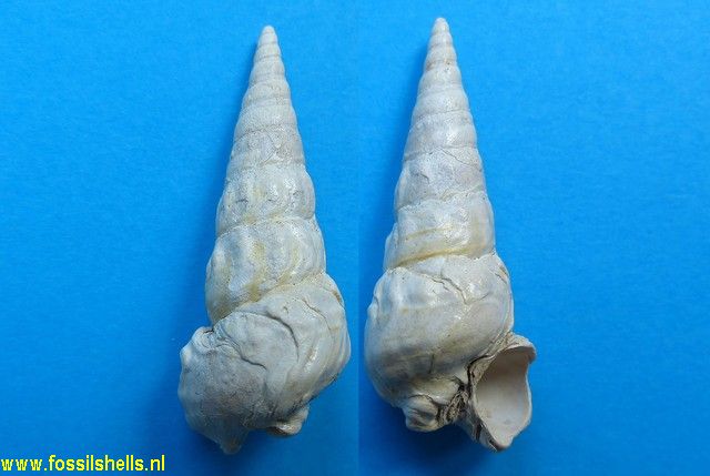 Batillaria pleurotomoides var. A