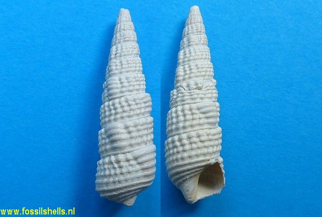 Terebralia bonelli