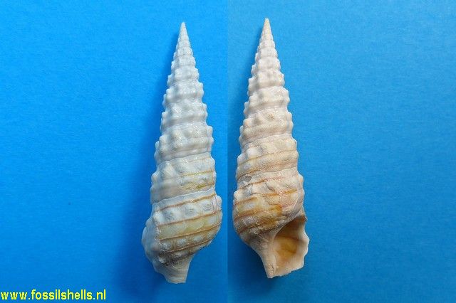 Batillaria pleurotomoides var. A