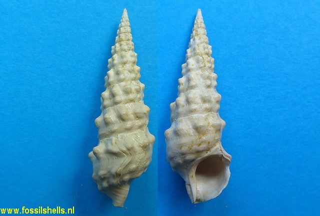 Batillaria pleurotomoides var. A